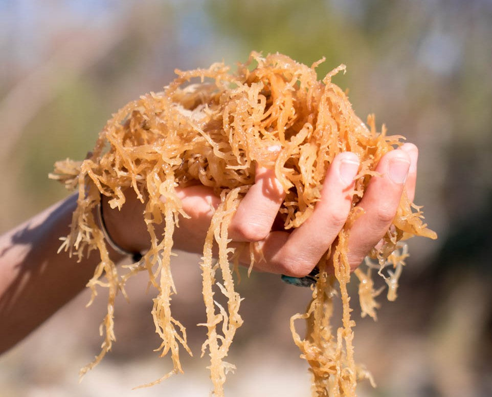 Can Sea Moss Help With Menopause?